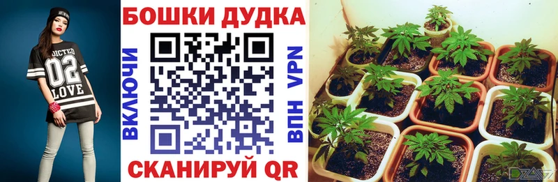 где продают   Онега  Шишки марихуана SATIVA & INDICA 